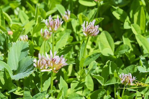 longstem clover  Geotagged,Spring,Trifolium longipes,United States
