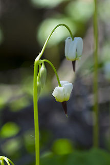 white shooting star  Dodecatheon dentatum,Geotagged,Spring,United States