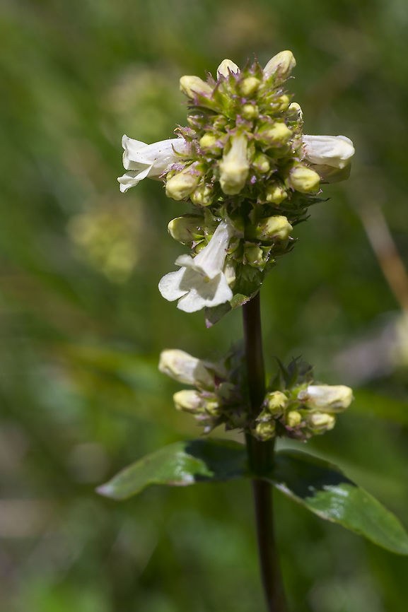 lesser yellow beardtongue  Geotagged,Penstemon confertus,Spring,United States,lesser yellow beardtongue