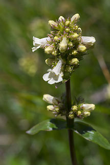 lesser yellow beardtongue  Geotagged,Penstemon confertus,Spring,United States,lesser yellow beardtongue