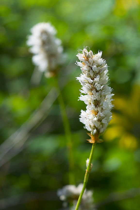 Bistorta bistortoides  Bistorta bistortoides,Geotagged,Spring,United States