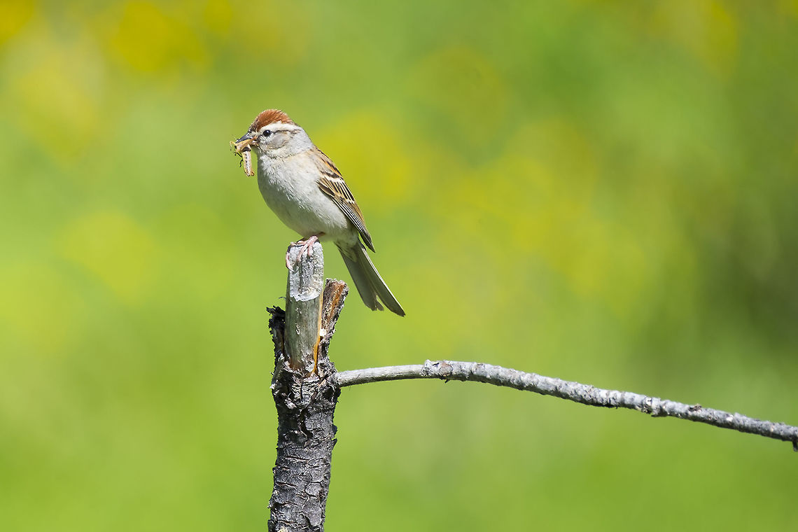 chipping sparrow with a grasshopper meal  Chipping Sparrow,Geotagged,Spizella passerina,Spring,United States