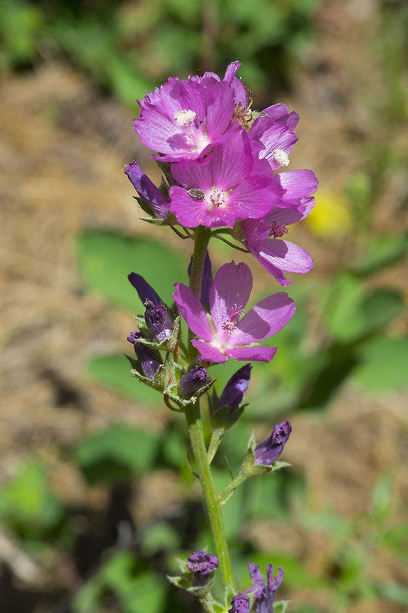 Sidalcea oregana var. calva reported to be the most rare plant in Washington!  Geotagged,Sidalcea oregana,Spring,United States