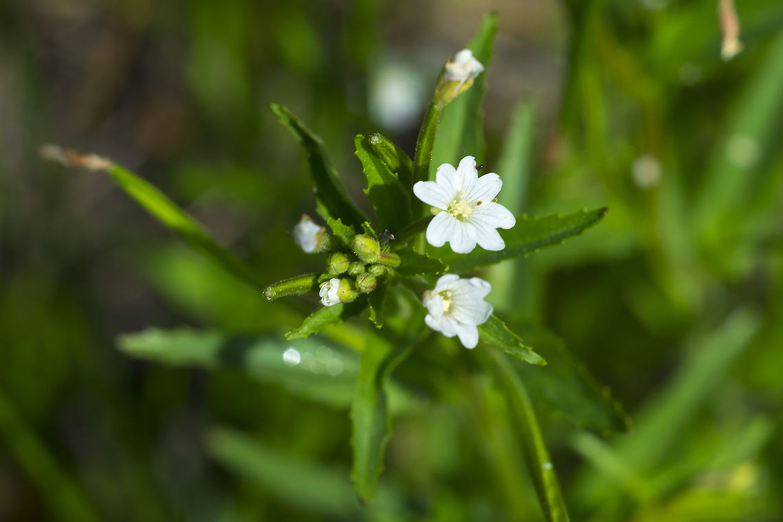 milkflower willowherb  Epilobium lactiflorum,Geotagged,Spring,United States