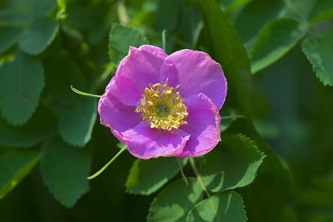 pear hip rose  Geotagged,Rosa woodsii,Spring,United States