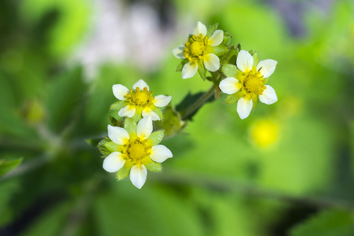 tall cinquefoil  Drymocallis arguta,Geotagged,Spring,Tall cinquefoil,United States