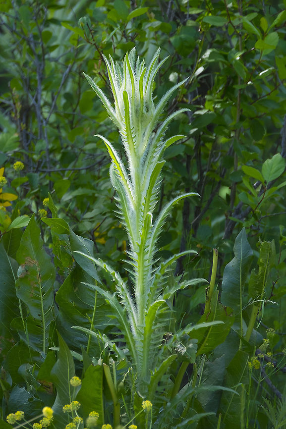 Tall giant thistle I think it may be an elk thistle, but I&#039;m still looking for a way to confirm this Geotagged,Spring,United States