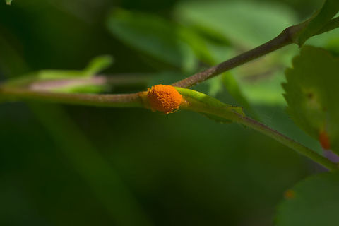 Rose rust Phragmidium sp. so far I haven't been able to determine if there is a specific species associated with these roses (R. woodsii) Geotagged,Spring,United States