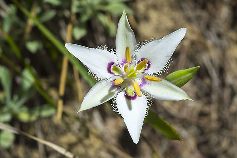 Lyall's Mariposa lily To this point, I'd only ever seen one of these flowers but in this area there were hundreds of these lovely little lilies.  Calochortus lyallii,Lyall's Mariposa Lily