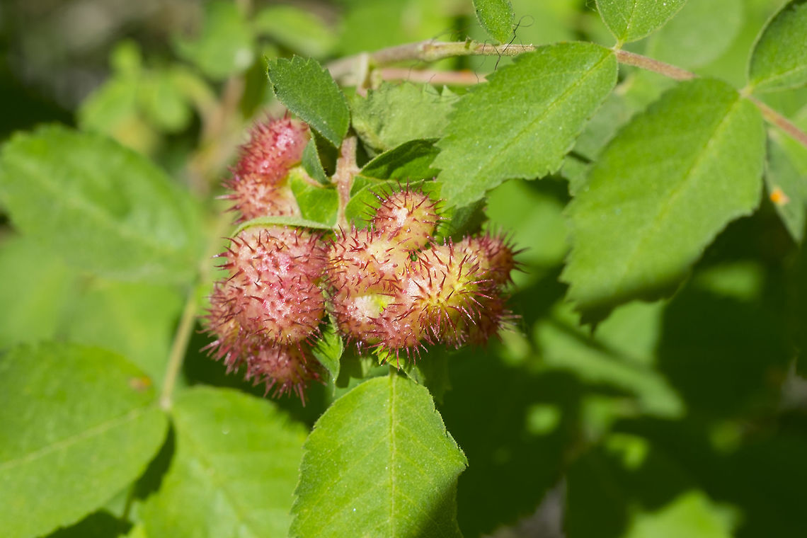 rose galls caused by the spiny rose gall wasp on R. woodsii<br />
narrowed down species via this paper - <a href="http://www.biology.ualberta.ca/bsc/english/grasslandsbook/Chapter12_ACG.pdf" rel="nofollow">http://www.biology.ualberta.ca/bsc/english/grasslandsbook/Chapter12_ACG.pdf</a> Diplolepis bicolor,Geotagged,Spring,United States,spiny rose gall wasp