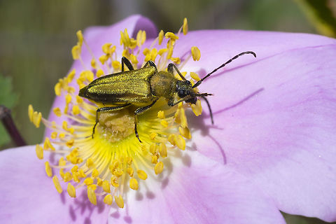 golden flower long-horn beetle  Geotagged,Lepturobosca chrysocoma,Spring,United States,golden flower long-horn