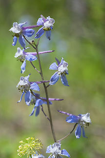 thin petal larkspur  Delphinium lineapetalum,Geotagged,Spring,Thin Petal Larkspur,United States