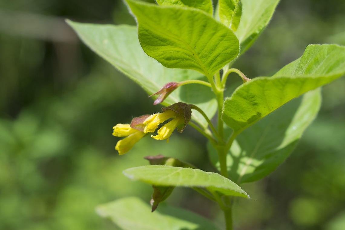 black twin-berry  Bearberry honeysuckle,Geotagged,Lonicera involucrata,Spring,United States