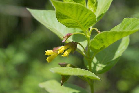 black twin-berry Bearberry honeysuckle,Geotagged,Lonicera involucrata,Spring,United States