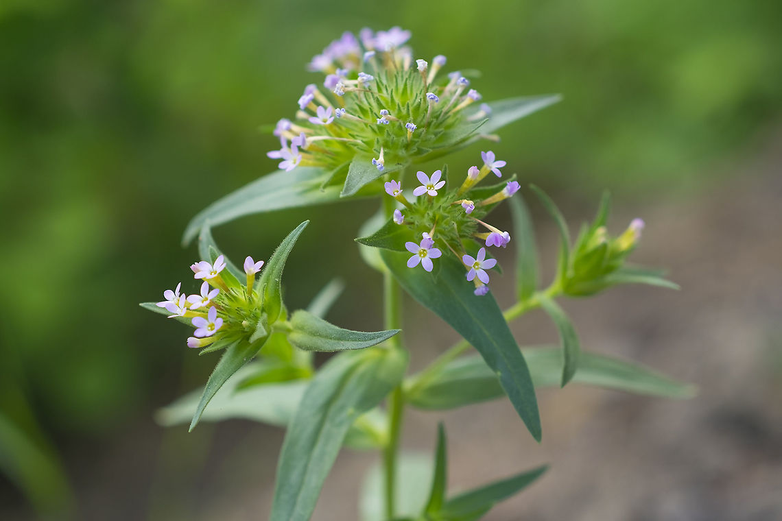 narrow-leaf collomia  Collomia linearis,Geotagged,Slenderleaf collomia,Spring,United States