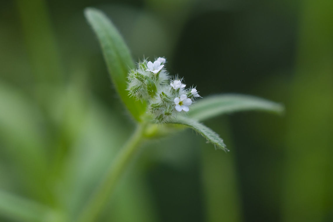 Torrey's cryptantha  Cryptantha torreyana,Geotagged,Spring,Torrey's cryptantha,United States