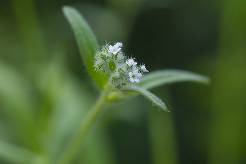 Torrey's cryptantha  Cryptantha torreyana,Geotagged,Spring,Torrey's cryptantha,United States