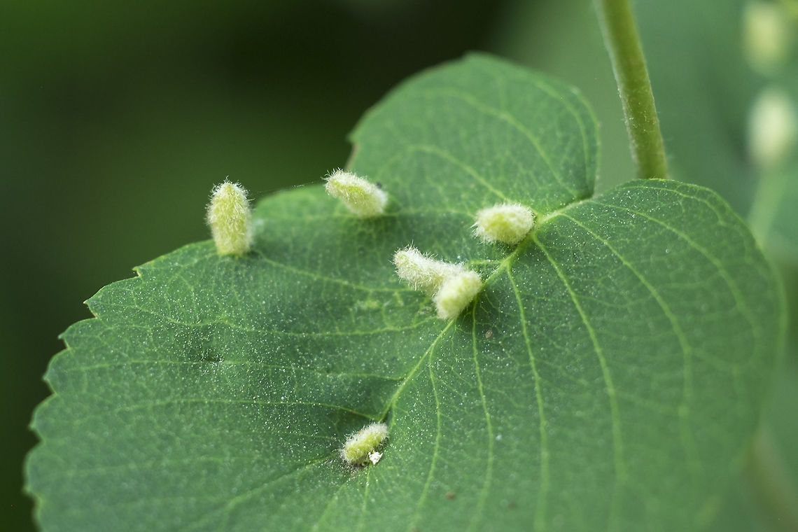 fuzzy green leaf galls I'm unsure of the plant species Geotagged,Spring,United States