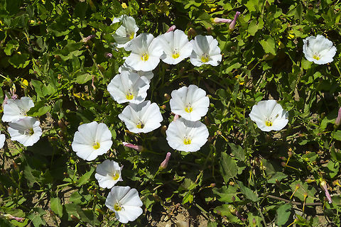 field bindweed invasive weed! Convolvulus arvensis,Geotagged,Spring,United States