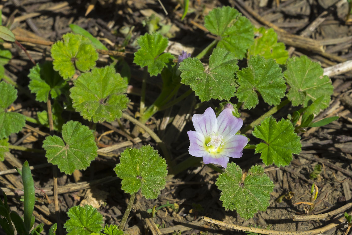 common mallow  Geotagged,Malva neglecta,Spring,United States