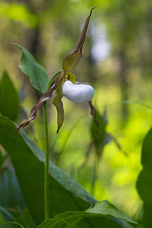mountain ladys slipper I think I may have actually squealed when I saw these... they have been on my list of must find flowers for a while now and I just happened across them. I wasn't expecting them here, so they were a complete and totally welcome surprise :) Cypripedium montanum,Geotagged,Mountain ladys slipper,Spring,United States