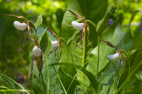 mountain ladys slipper  Cypripedium montanum,Geotagged,Mountain ladys slipper,Spring,United States