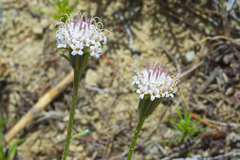 Douglas's dustymaiden  Chaenactis douglasii,Douglas' dustymaiden,Geotagged,Spring,United States