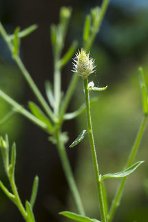 unknown... very tiny nodes - hard to call them flowers on a plant that reminds me vaguely of carnations Geotagged,Spring,United States