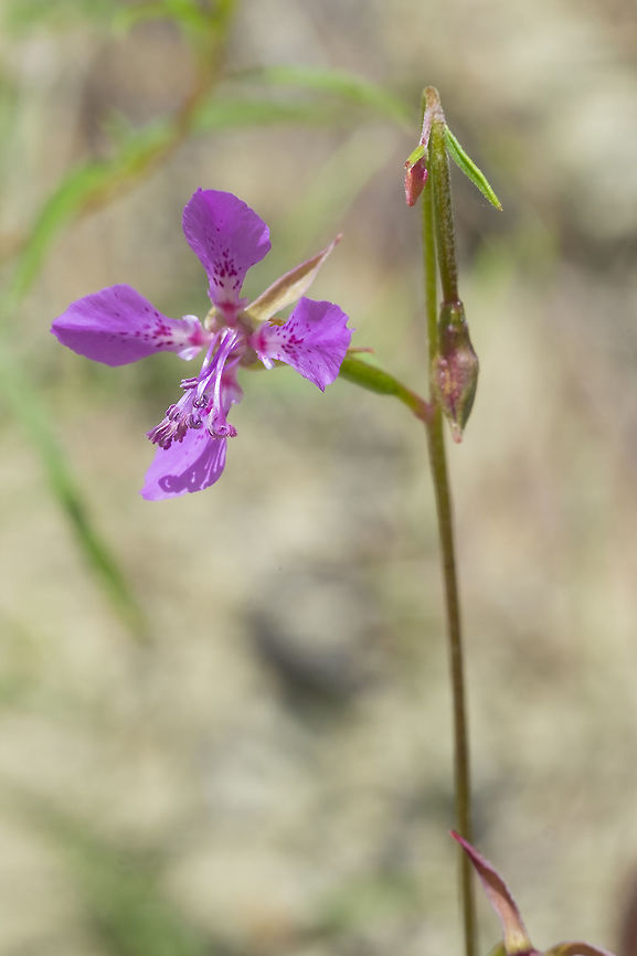diamond fairyfan  Clarkia rhomboidea,Geotagged,Spring,United States