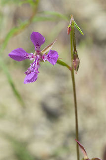 diamond fairyfan  Clarkia rhomboidea,Geotagged,Spring,United States