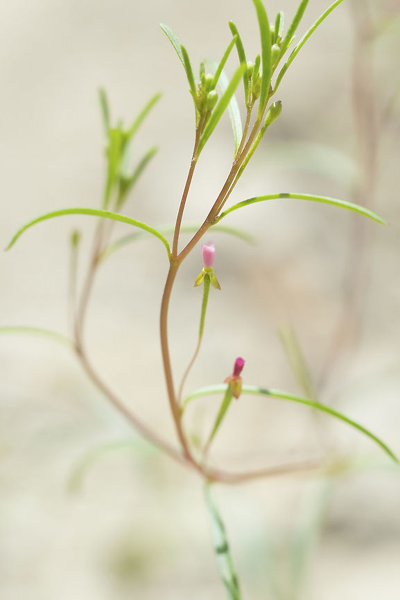 deceptive groundsmoke  Gayophytum decipiens,Geotagged,Spring,United States,deceptive groundsmoke