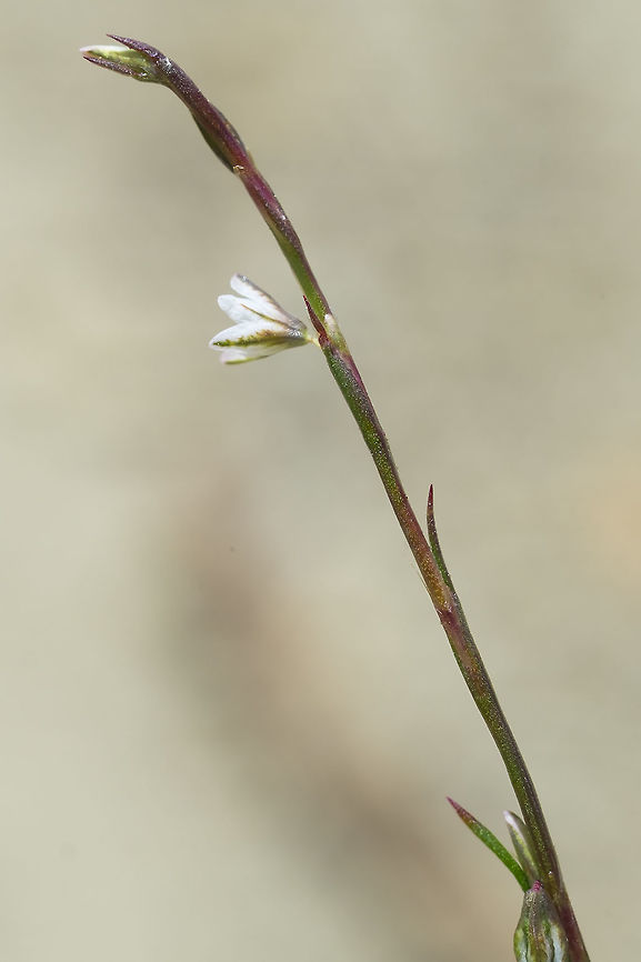 Douglas' knotweed  Geotagged,Polygonum douglasii,Spring,United States
