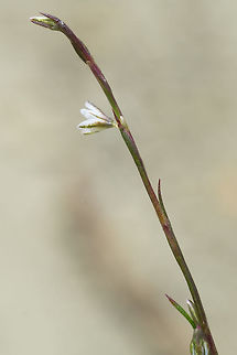 Douglas' knotweed  Geotagged,Polygonum douglasii,Spring,United States