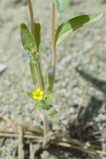 whitestem blazing star  Geotagged,Mentzelia albicaulis,Spring,United States