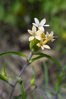 large flowered mountain trumpet  Collomia grandiflora,Geotagged,Large-flowered mountain trumpet,Spring,United States