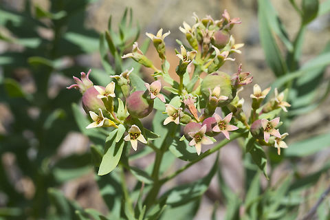 bastard toadflax  Comandra,Comandra umbellata,Geotagged,Spring,United States