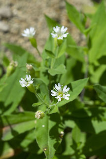 Menzies' campion  Geotagged,Silene menziesii,Spring,United States