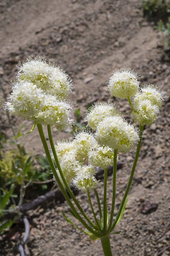 arrow-leaf buckwheat  Eriogonum compositum,Geotagged,Spring,United States,arrow-leaf buckwheat