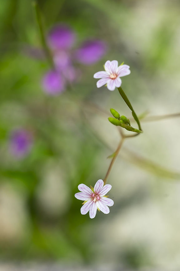 chaparral willowherb  Epilobium minutum,Geotagged,Little willowherb,Spring,United States