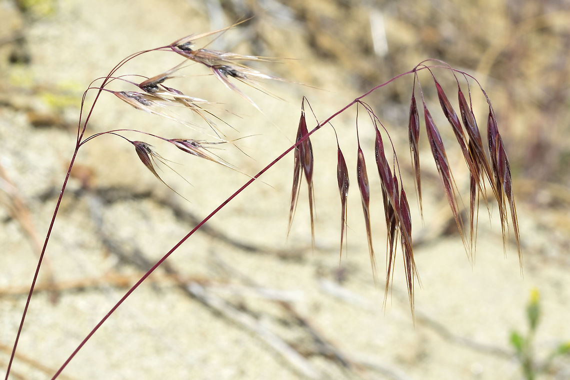 cheat grass  Bromus tectorum,Geotagged,Spring,United States