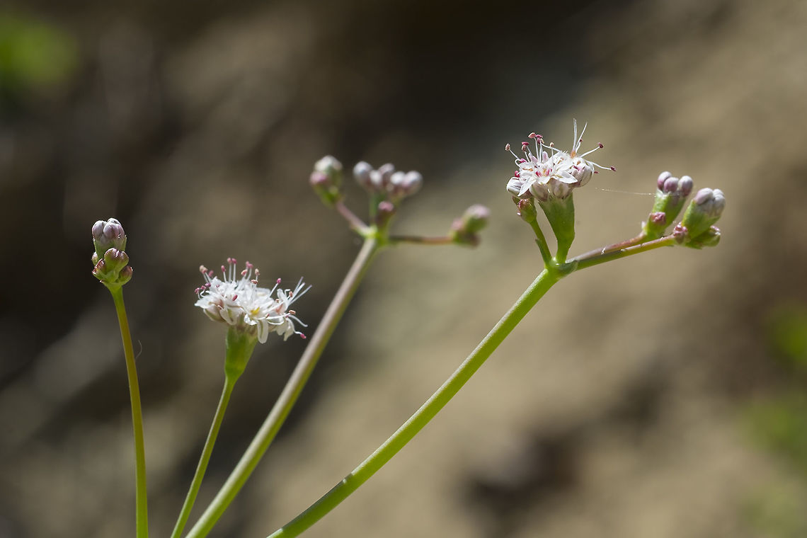 tall buckwheat  Eriogonum elatum,Geotagged,Spring,United States