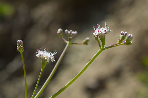 tall buckwheat  Eriogonum elatum,Geotagged,Spring,United States