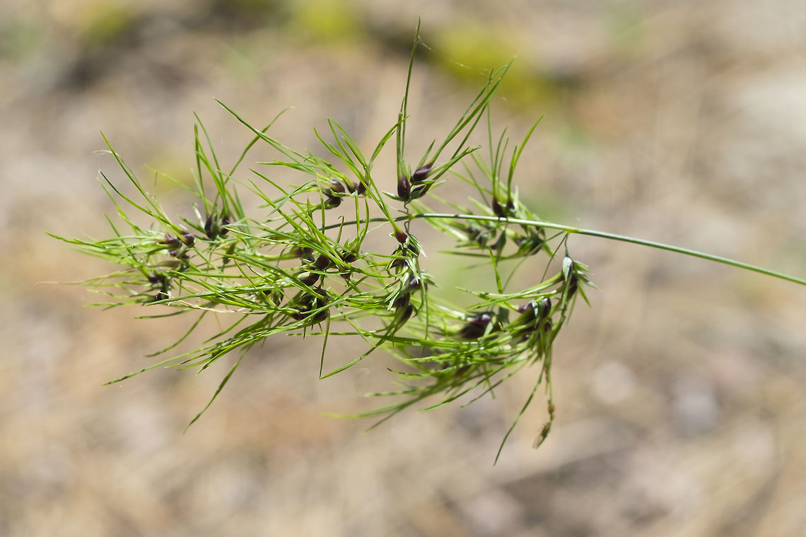 bulbous bluegrass  Geotagged,Poa bulbosa,Spring,United States