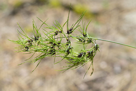 bulbous bluegrass  Geotagged,Poa bulbosa,Spring,United States