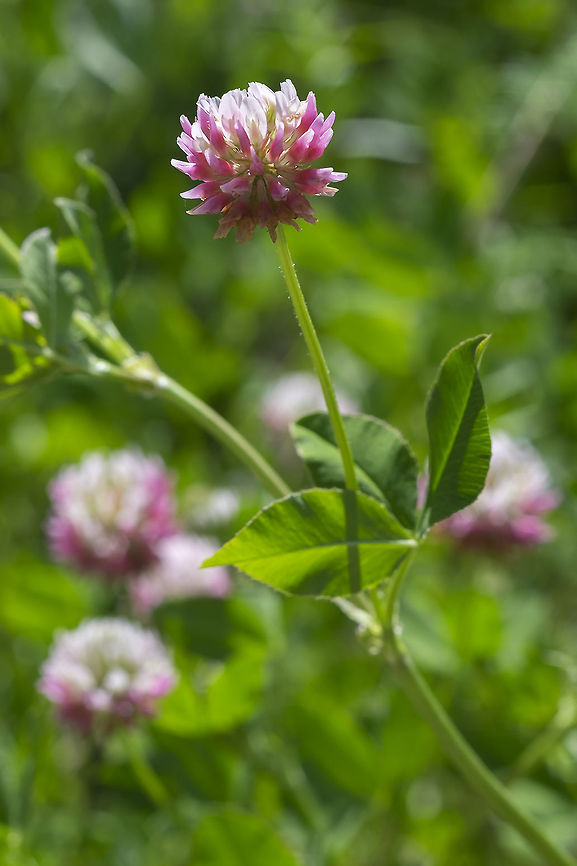 alsike clover  Geotagged,Spring,Trifolium hybridum,Trifolium hybridum (alsike clover),United States