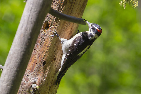 hairy woodpecker  Geotagged,Hairy woodpecker,Leuconotopicus villosus,Spring,United States