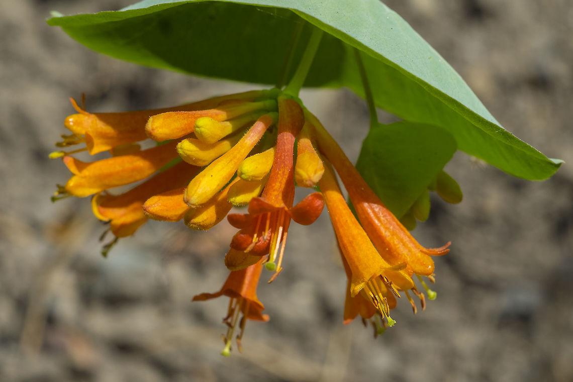 orange honeysuckle  Geotagged,Lonicera ciliosa,Orange honeysuckle,Spring,United States