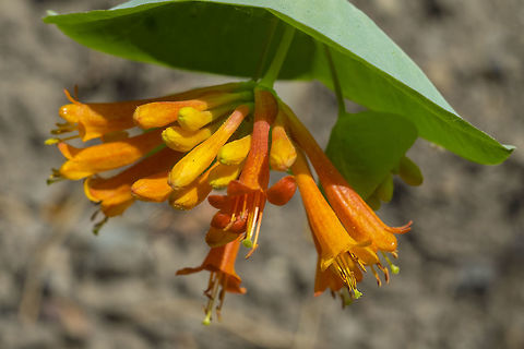 Orange honeysuckle