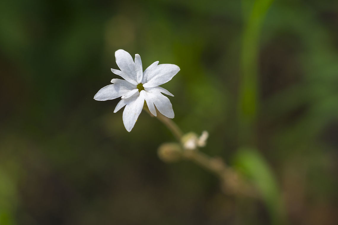 small flowered woodland star  Geotagged,Lithophragma parviflorum,Smallflower woodland star,Spring,United States