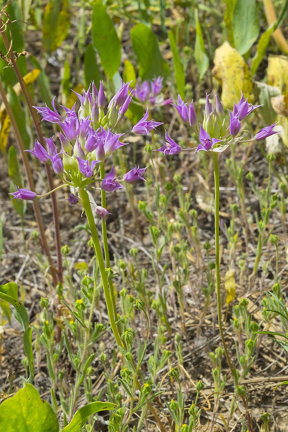 taper tip onion  Allium acuminatum,Geotagged,Spring,Tapertip onion,United States